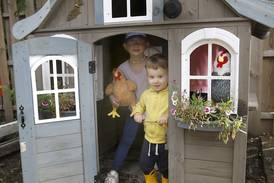Fight over backyard chickens moves to Harvard, latest McHenry County town to whether to allow coops
