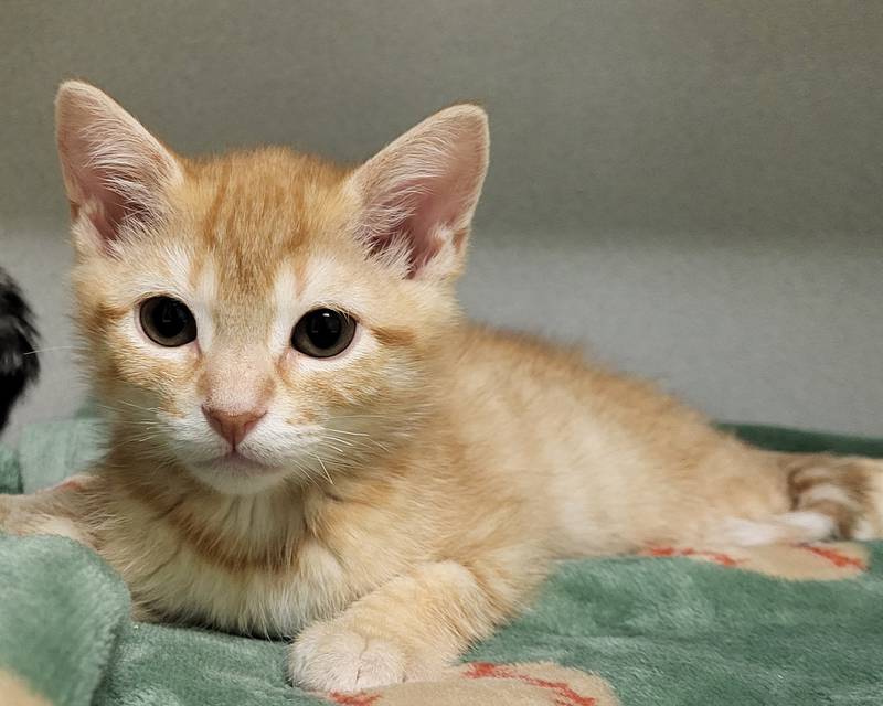 Rock Place is Save-A-Pet's pet of the week for March 6, 2025.