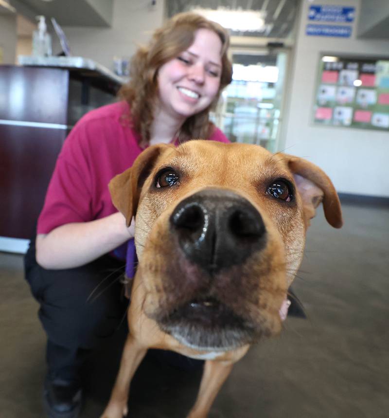 Kerina Evenson, events and marketing manager at Tails Humane Society, pets DJ who is available to be adopted, Wednesday, Feb. 11, 2026, at the shelter in DeKalb. Tails was presented with the Nonprofit Organization of the Year award by the DeKalb Chamber of Commerce.