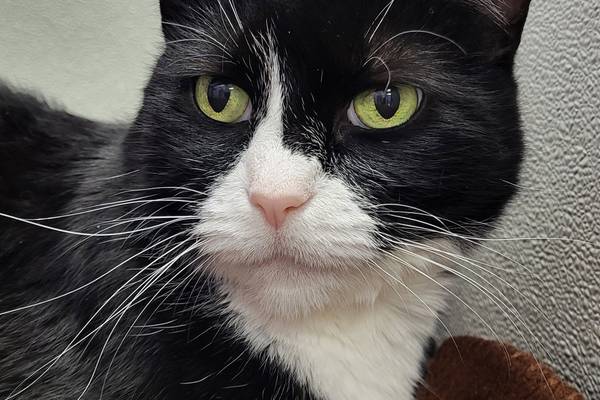 Lap cat ready to share life with new family