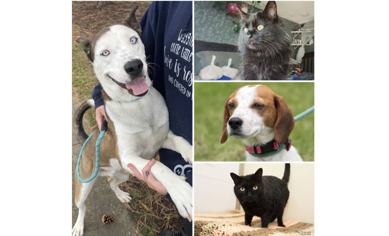 The Herald-News presents this week’s Pets of the Week. Read the description of each pet to find out about it, including where it can be adopted in Will County.
