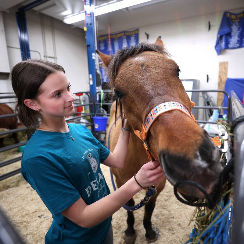 Ava Morse, a sophomore Future Farmers of America member, holds on to Chief so visitors can get a look at him Wednesday, Feb. 25, 2026, during the DeKalb High School FFA Barnyard Zoo. The event was open to the public and offered the chance to learn about farming and see farm animals up close.