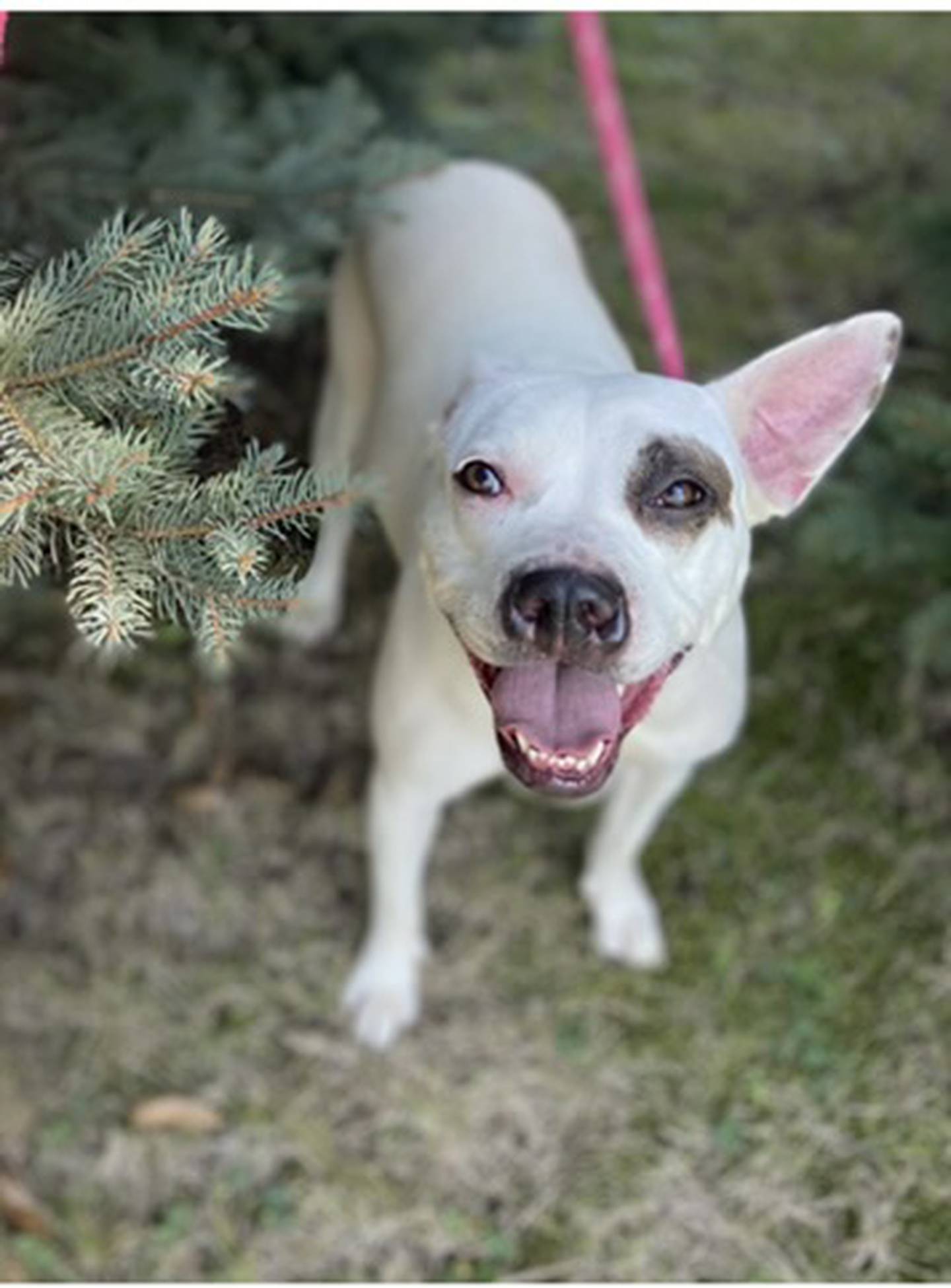 Greta is a 1-year-old terrier mix that was found as a stray in a park. She loves everyone she meets and is excited to be around people. She gets along with other dogs, likes to go on walks and loves to snuggle in blankets. She is friendly and lovable. To meet Greta, email dogadoptions@nawsus.org. Visit nawsus.org.