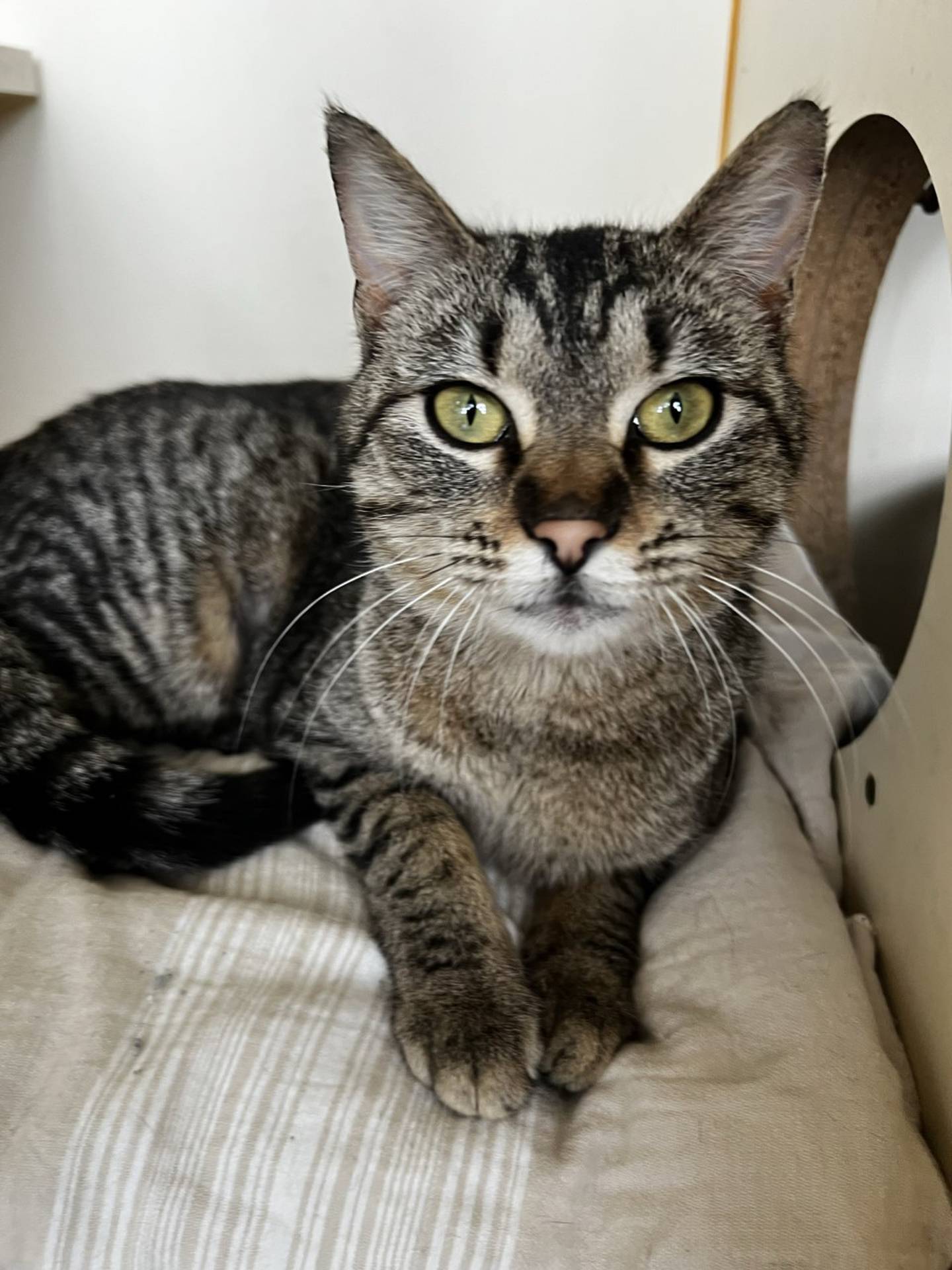 Olive is a 2-year-old brown tabby that was found as a stray – she is ready for the indoor life and a family to call her own. She is curious, outgoing, friendly and gentle. She likes pets and attention and confidently greets visitors hoping for some love. She will make a wonderful companion. To meet Olive, email Catadoptions@nawsus.org. Visit nawsus.org.
