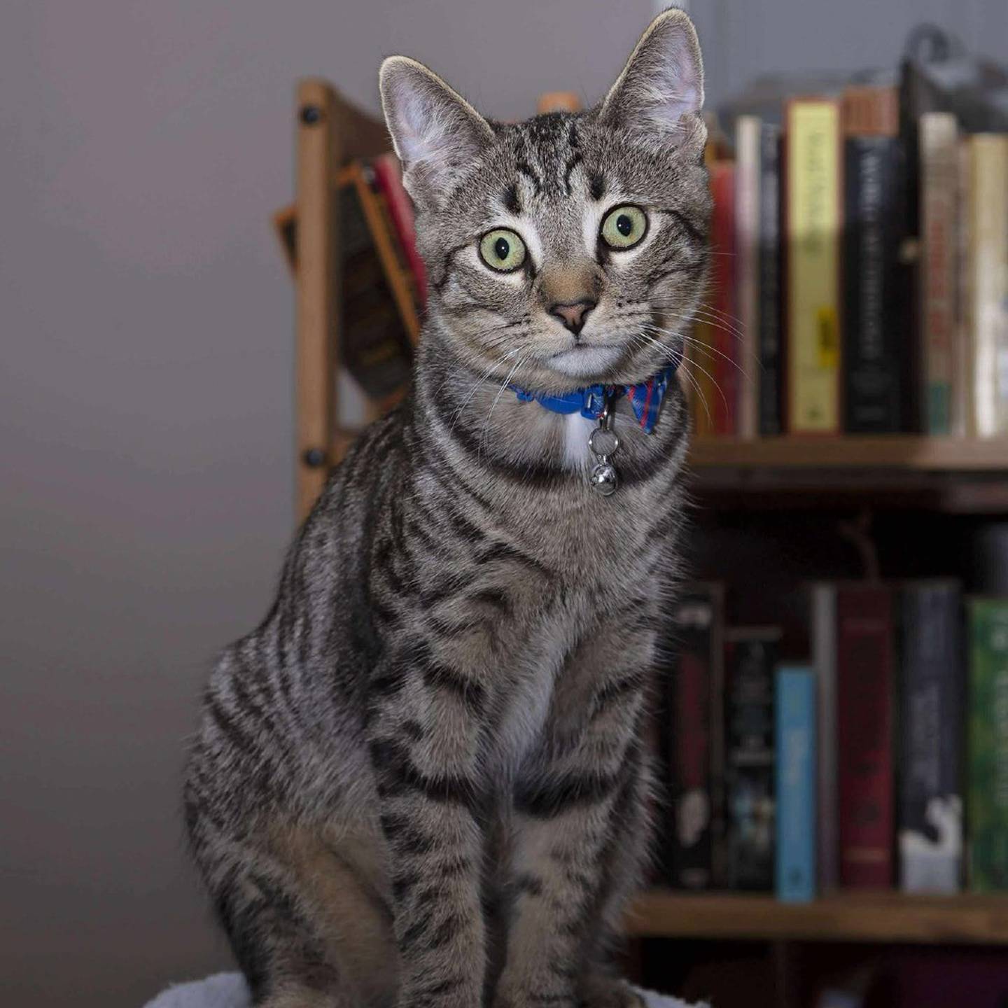 Oolong is full of zoomies, cuddles and charm! Whether he’s darting after his favorite wand toy or wrestling with his foster siblings, Oolong lives life in fast-forward – with plenty of purrs along the way. He has a lively spirit and affectionate nature, and he loves people and happily soaks up cuddle – until playtime calls again. To meet Oolong, visit thekittysquad.com/adoptables.