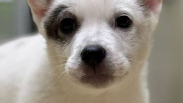 Playful puppy seeks family for life of adventures