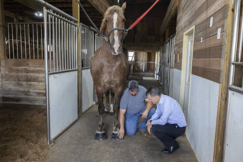 Mosher schools Senator Stoller on the complex hoof and shoe of his show Belgians Tuesday, July 25, 2023.
