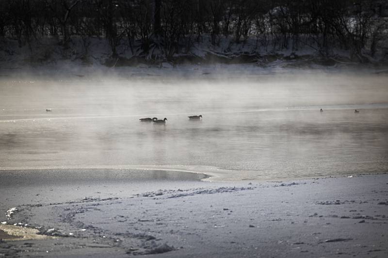 Geese and ducks are certainly handling the cold better than their non-feathered friends Monday, Jan. 15, 2024 as the Sauk Valley continues to endure subzero temps.