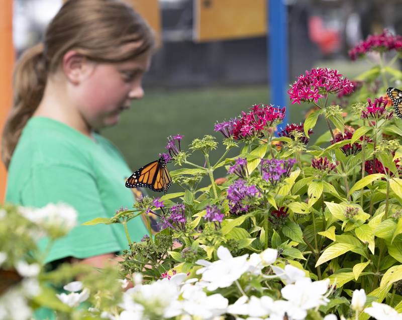 Aspen Hines, 10, of Milledgeville checks out the Monarchs Wednesday, August 6, 2025, at a butterfly tent at the Carroll County Fair.