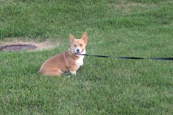 Plainfield dispensary to host ‘Pamper Your Pet Day’ 