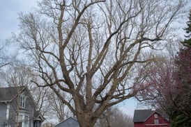 Tulip tree is special spot for Sterling family