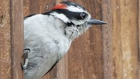 Good Natured in St. Charles: Outsmart woodpeckers’ incursion into home siding