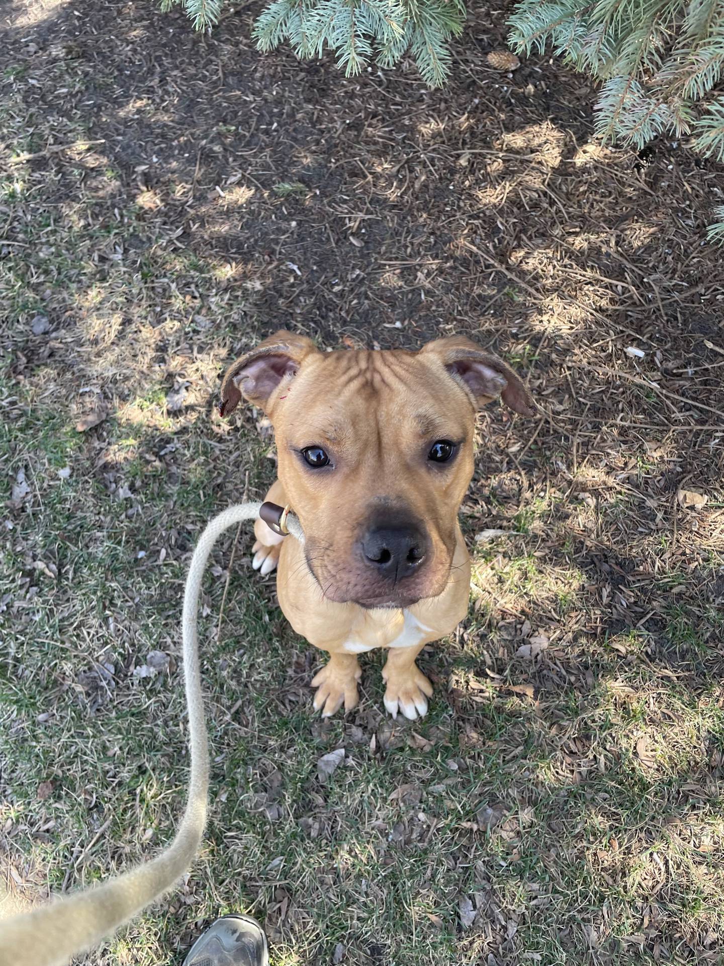 Triscuit is an 11-month-old terrier that was found as a stray and quickly became a staff and volunteer favorite at NAWS Humane Society of Illinois. He can be shy at first, but he quickly warms up. He is a pleasure to walk on a leash. To meet Triscuit, email Dogadoption@nawsus.org. Visit nawsus.org.