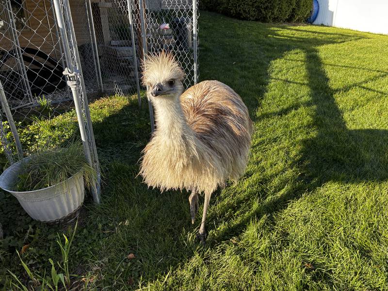 One of the male emus - the younger of the two - at the Maaba's McHenry home on Thursday, Oct. 30, 2025. The Maabas are putting their house on the market as the city will not allow them to keep the emus the bought the property to house in 2020.