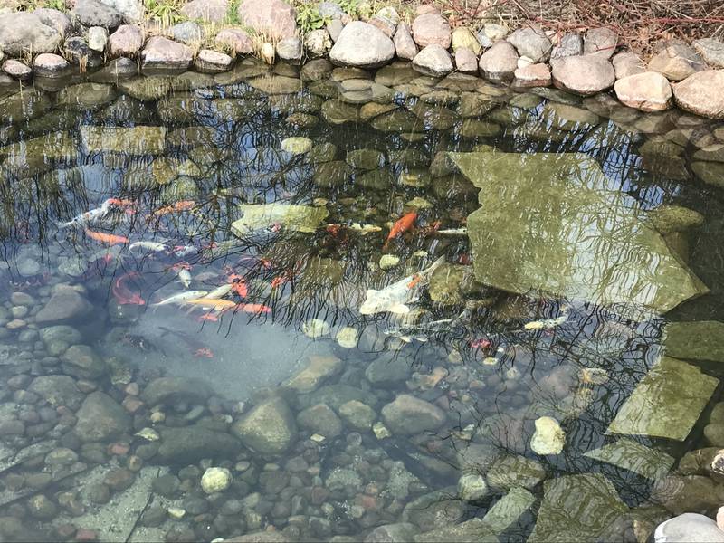 “Ponds and waterfalls can actually reduce mosquitoes because fish eat mosquito larvae," said Andrew Hedman, owner of Good Steward Ecoscapes in Plainfield.
