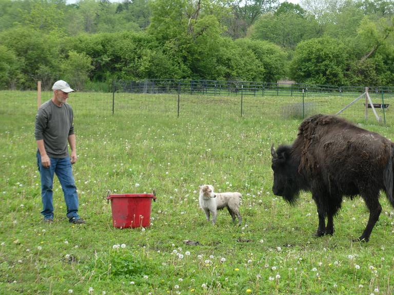 Scott Comstock, owner of Milk & Honey Farmstead, has been taking care of "Twinkletoes" on the farm, but believes their sister bison, who escaped en route and was roaming Lake and McHenry counties for 8 months until their capture earlier this week, on May 25, 2022, should be placed somewhere where they can roam free.