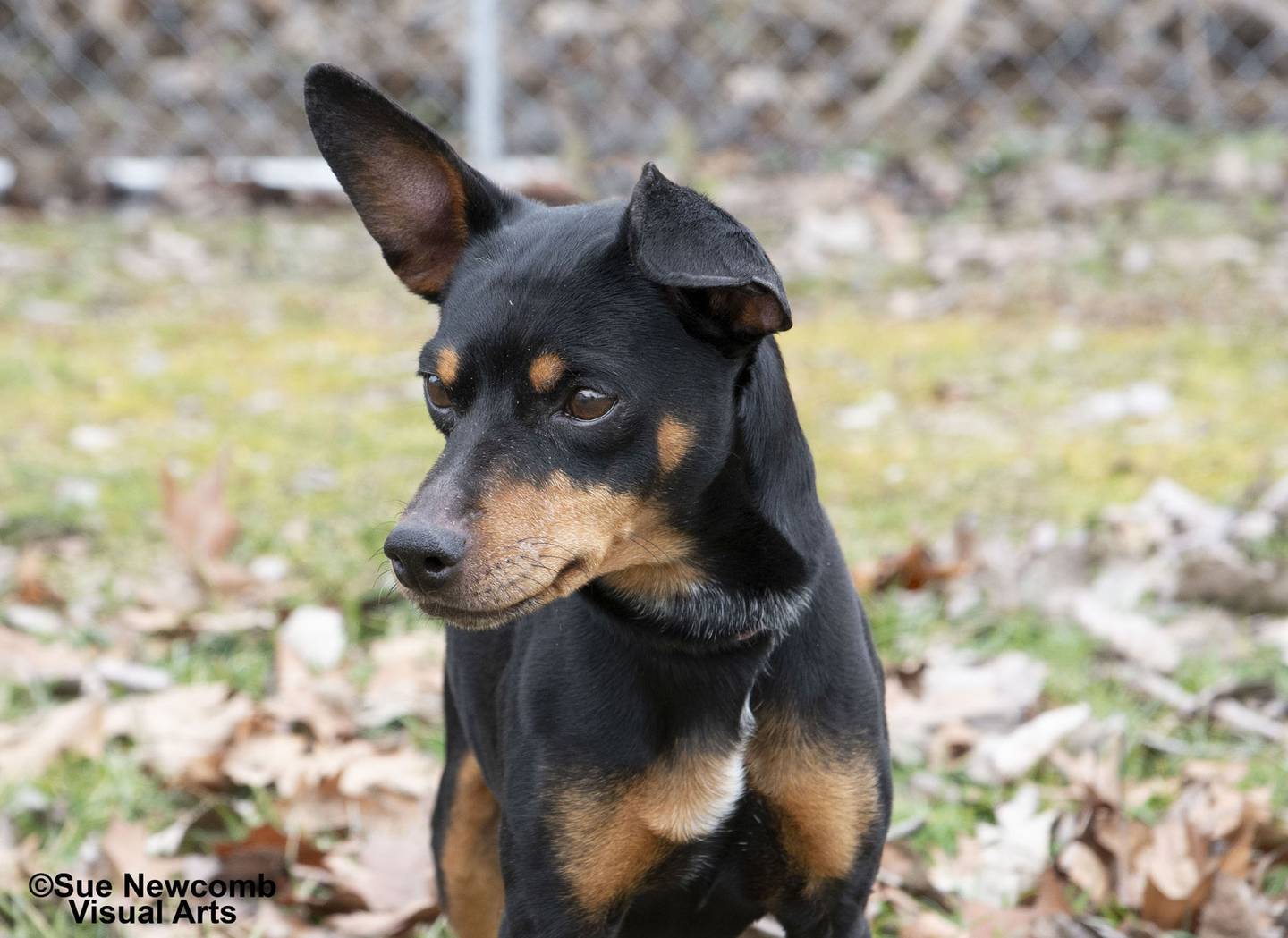 RJ is a sweet and happy miniature pinscher/Chihuahua mix who came to the humane society from a Southern Illinois animal control after his owner passed away. He is approximately 8 years old and appears to be housebroken. Contact the Will County Humane Society at willcountyhumane.com and follow the instructions for the adoption process.