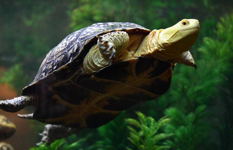 The Forest Preserve District of Will County’s series of online programs will continue the week of May 11 with two Facebook Live events. The first, "Turtle Tuesday," will be held at noon May 12.