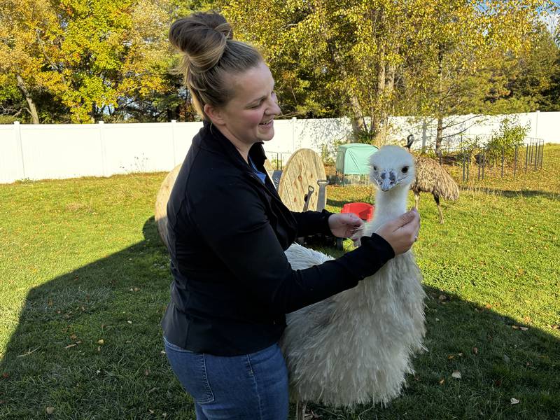 Dana Maaba pets one of her two male emus on Thursday, Oct. 30, 2025, at her McHenry home. The Maabas are putting their home on the market as the city will not allow them to keep the emus the bought the property to house in 2020.