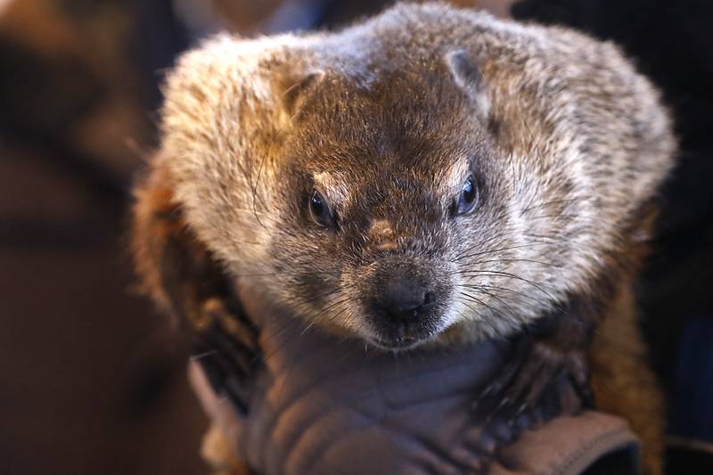 Groundhog Day: Tom Skilling shares early spring prediction, declares