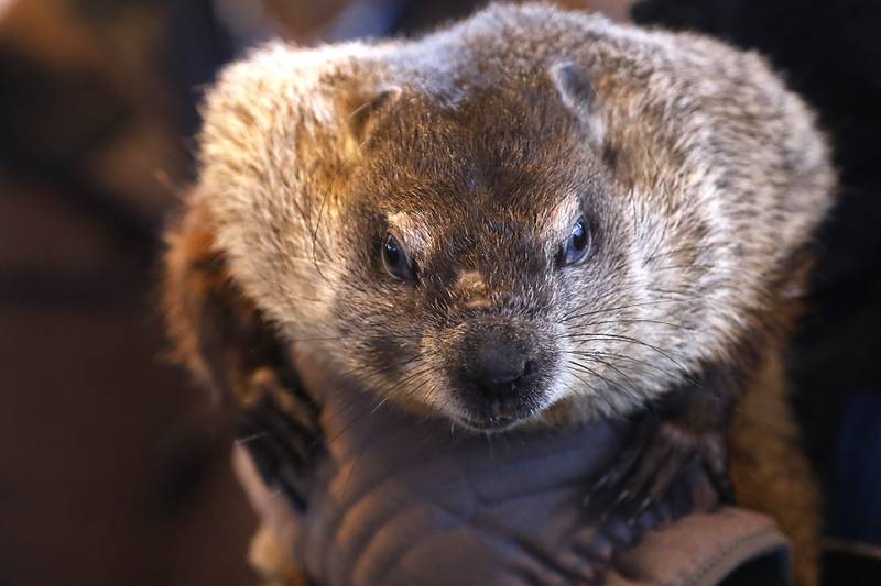 Woodstock Willie is held by handler Mark Szafran as Willie looks to see if he can see his shadow Friday, Feb. 2, 2024, during the annual Groundhog Day Prognostication on the Woodstock Square.