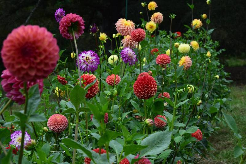 The Center for Agrarian Learning at McHenry County College has announced the Midwest Cut Flower School, a two-day intensive designed to help growers learn the ins and outs of producing and marketing cut flowers, from 8:30 a.m. to 4:45 p.m. March 4 and 5, 2023 at MCC.