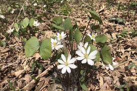 St. Charles Park District: It’s wildflower season! Help naturalists track spring ephemerals