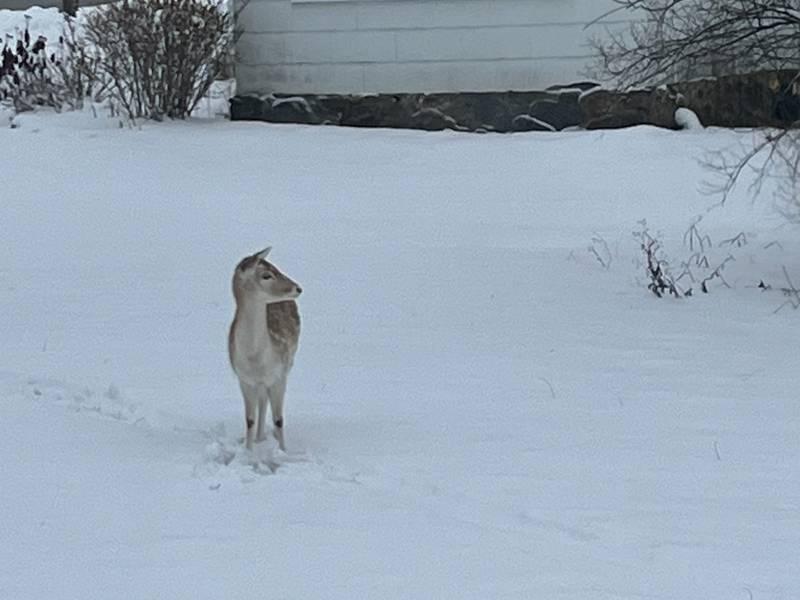 Delilah the fallow deer, as seen by Megan Pierce from her Richmond home's window on Friday, Jan. 27, 2023.