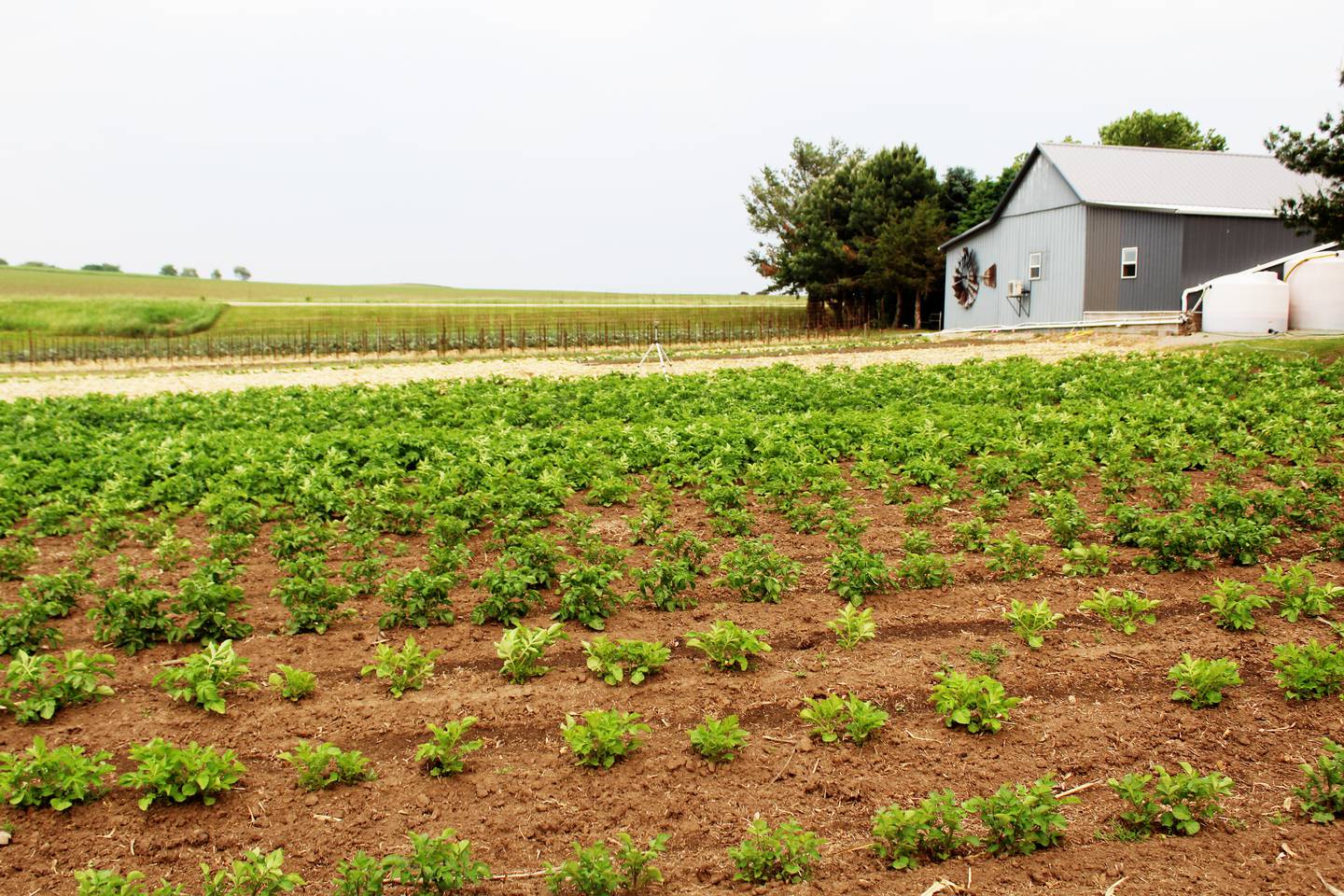 John and Janice Schell grow produce on 3.5 acres of their land in rural Chadwick, pictured here on May 30, 2025.