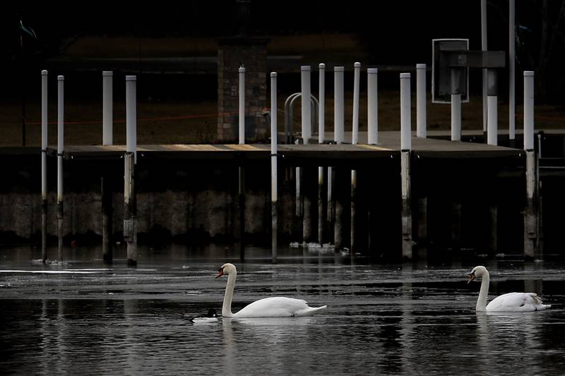 Swans swim in the Fox River near the North Chapel Hill Road on Wednesday, Jan. 8, 2025, in Johnsburg.
