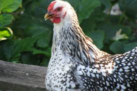 2 runaway dogs kill 35 chickens in Geneva Township