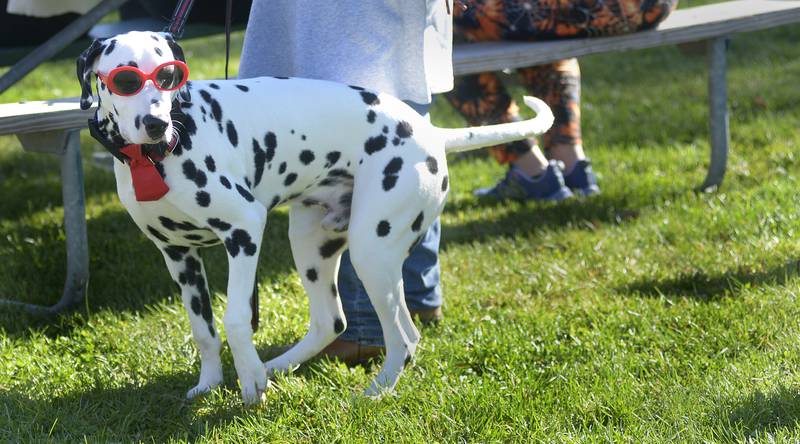 This dalmatian finds the future so bright he had to wear shades during Bill’s Barktoberfest which took place Saturday at the Jordan Block in Ottawa.
