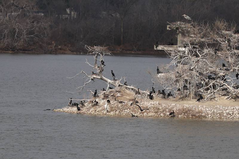 Herons hang out along the shore of the main nesting island at the Lake Renwick Heron Rookery Nature Preserve in Plainfield on Thursday, March 26, 2026.