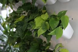 Plant swap, adopt event returns to DeKalb library