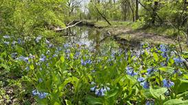 Matthew Klein to lead photo hike at Starved Rock