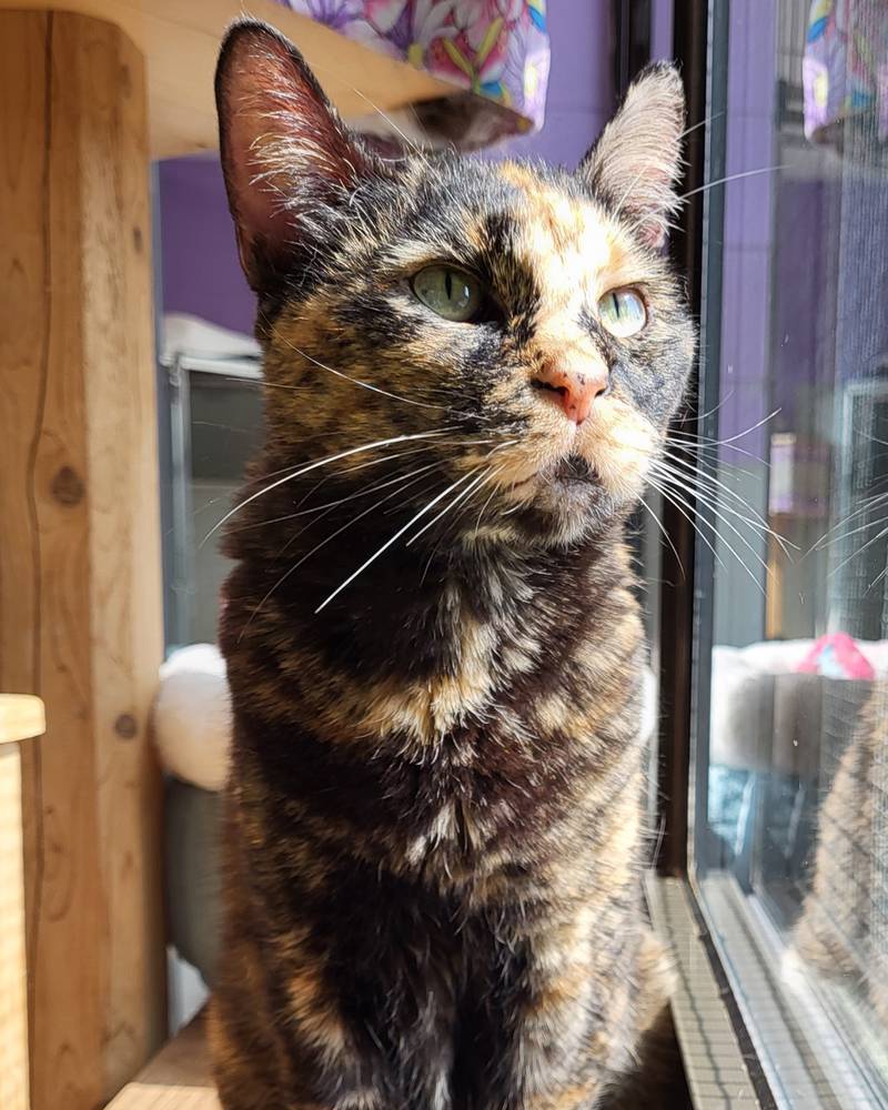 Kindra is Save-A-Pet's pet of the week for Aug. 31, 2023.