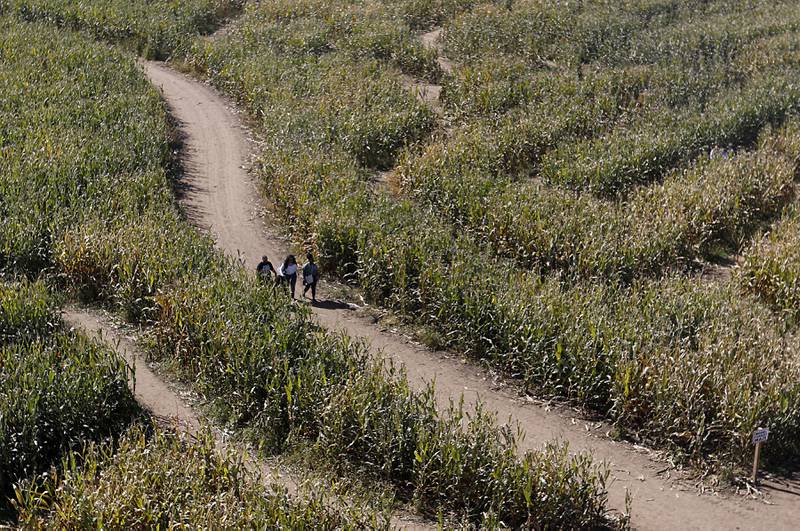 People walk through the James Bond-themed corn maze on Monday, Oct. 10, 2022, at Richardson Adventure Farm, 909 English Prairie Road in Spring Grove. The farm's main attraction is the corn maze, but it also features a 50-foot observation tower, train rides, a carousel, picnic areas, wagon rides, a zip line, 150- and 100-foot slides, zorbing, a petting zoo, pumpkin patch, goat feeding area, pedal kart tracks, live music on weekends, a kid's play area, jumping pillows, pig races, air cannons, a paintball shooting gallery, indoor restrooms, gift shop and wine tasting bar.