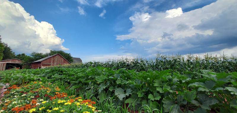 The Land Conservancy of McHenry County has received a $135,000 grant from the Chicago Community Trust to support the growth of the local food system in McHenry County by working with local landowners and supporting farmland preservation.
