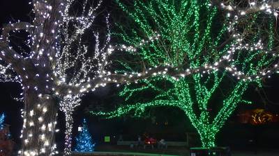 5 Things to Do: ‘IllumiBrew’ at the Morton Arboretum, ‘History on Tap’ in Downers Grove and more