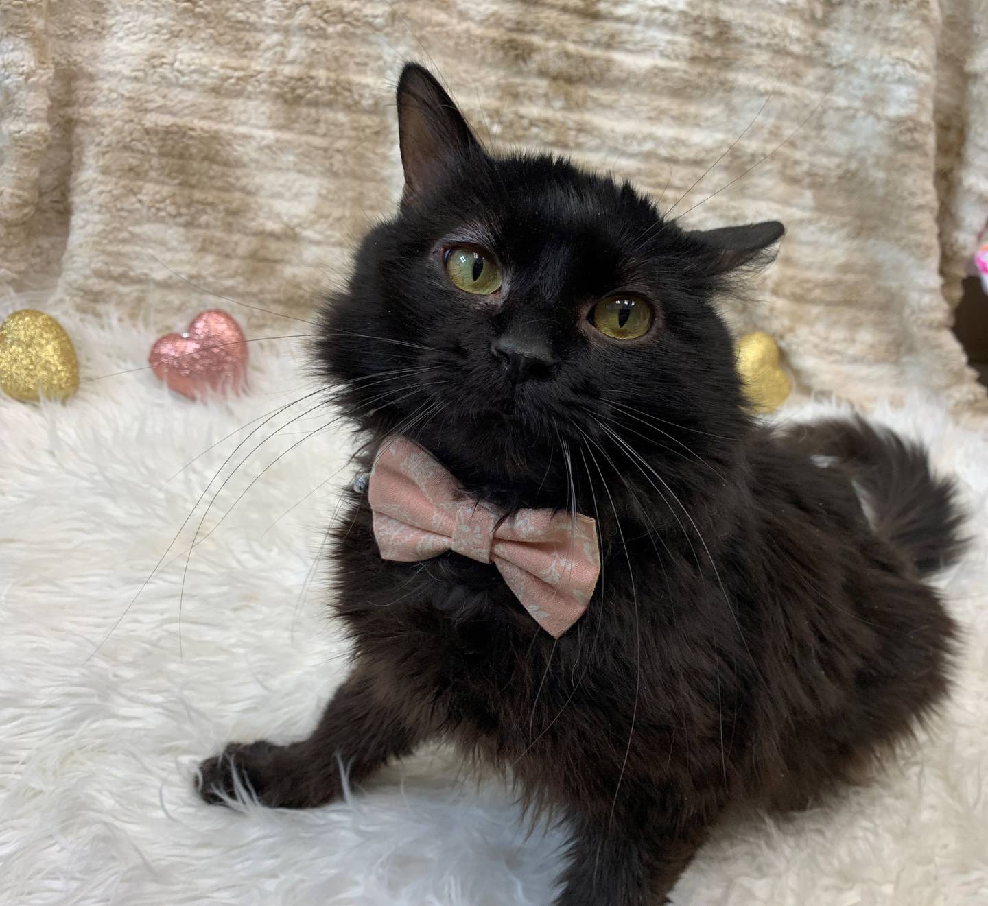 Three-year-old fluffy Deegan was nervous when he arrived at the shelter, but he quickly opened up to show his loving and silly personality. He enjoys being brushed and getting belly rubs. He needs to be the only pet in the home. To meet Deegan, call Joliet Animal Control at 815-725-0333.