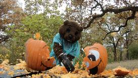 Dispose of Halloween gourds at the Will County Pumpkin Smash