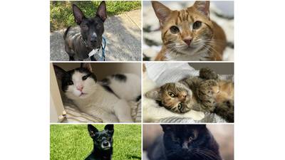 Will County Pets of the Week: Dec. 1, 2025 