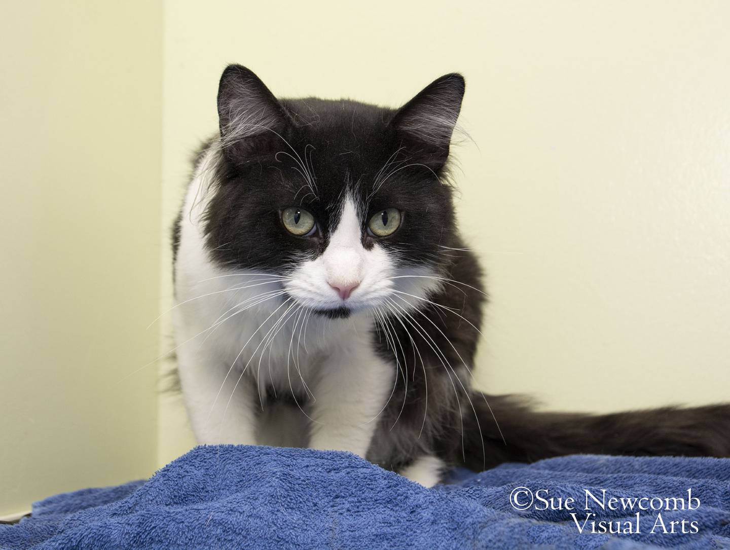 Zero is a 5 year-old domestic long-hair mix who came to the humane society from local animal control. He is a bit reserved but does enjoy pets and affection. Contact the Will County Humane Society at willcountyhumane.com and follow the instructions for the adoption process.
