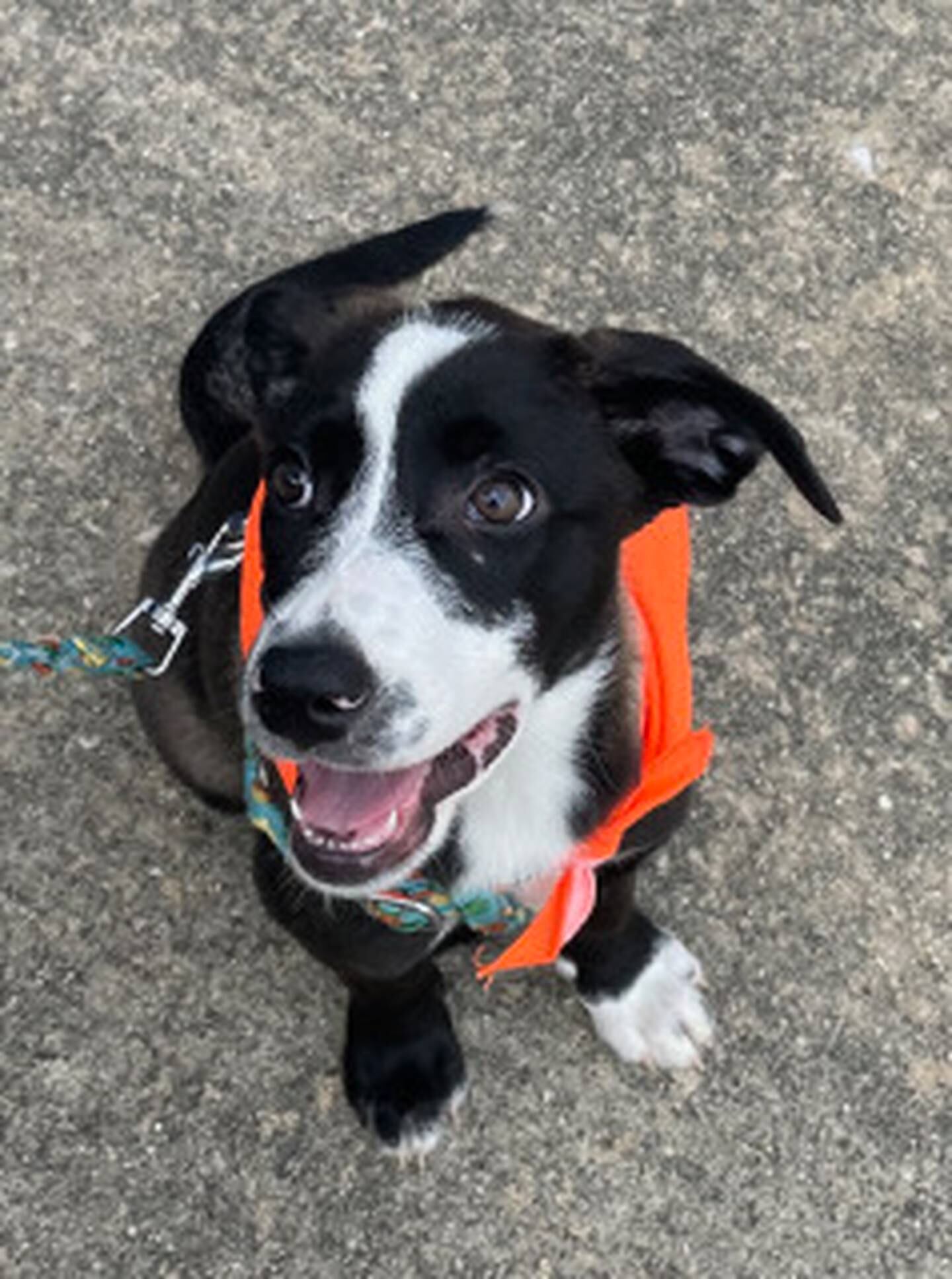 Meet Daffodil. She is 4- months-old. She  comes when called and loves to snuggle on the couch. Daffodil enjoys belly rubs and would love a dog friend to look up too. Daffodil is in a foster home with Bars II Beds rescue waiting for her forever family. Email Sabrina at barsiibeds@gmail.com for more information or to apply to adopt Daffodil.