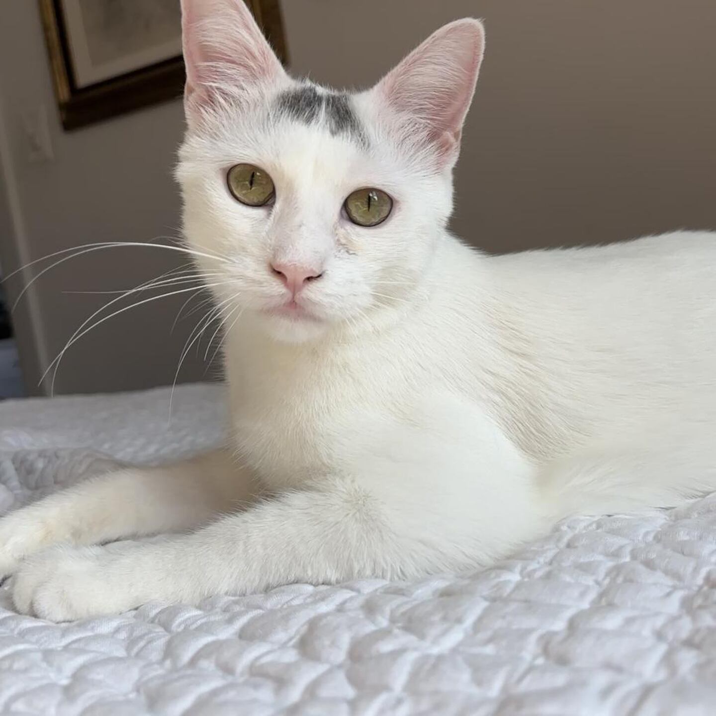 Mr. Bubbles is playful and friendly. He loves fetch (yes, he’s a pro at bringing the toy back!) and keeps people entertained with his curious antics. When he’s not playing, he loves to snuggle on beds or lounge in a sunny spot. He does well with other cats and enjoys playdates with his furry friends. To meet Mr. Bubbles, visit To meet Blossom, visit ForgetMeNotRescue.com/adoptables.