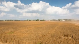 Illinois grows millions of bushels of soybeans. Why aren’t we eating them?