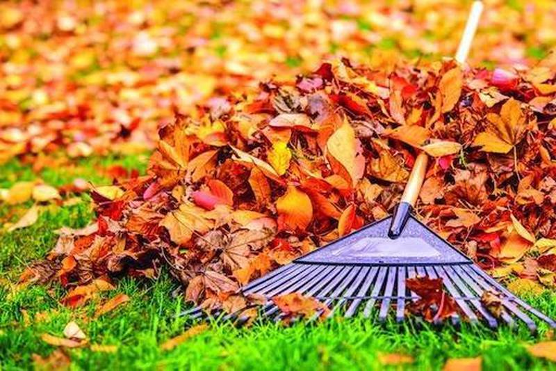 The city of Geneva's leaf collection will begin in late October and run through November.