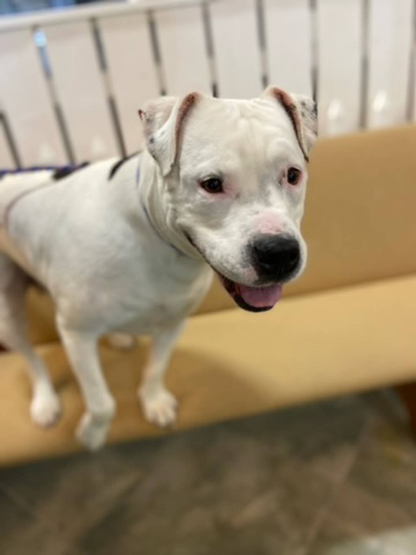 Casey is a 5-year-old mix who needs a new home since her owner can no longer care for her. She needs a patient and compassionate adopter that understands she can be a little shy initially. She warms up quickly and desires love and attention. She loves to go for walks. She is selective with other dogs and needs a slow introduction. To meet Casey, email Victoria at victoria@nawsus.org or visit nawsus.org.