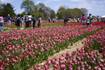 Tulip Festival to begin Sunday at Richardson Farm
