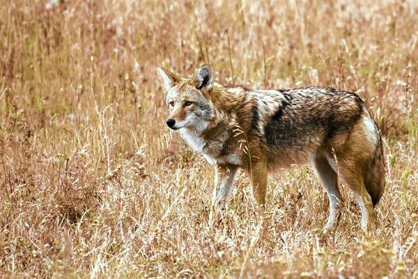 How to protect your pets and coexist with coyotes during fall months 